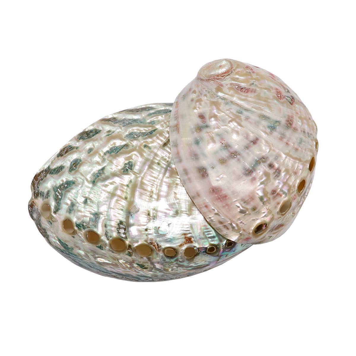 Abalone Shell Smudge Bowl | Natural Sage Burner: Reg. (3"-4")