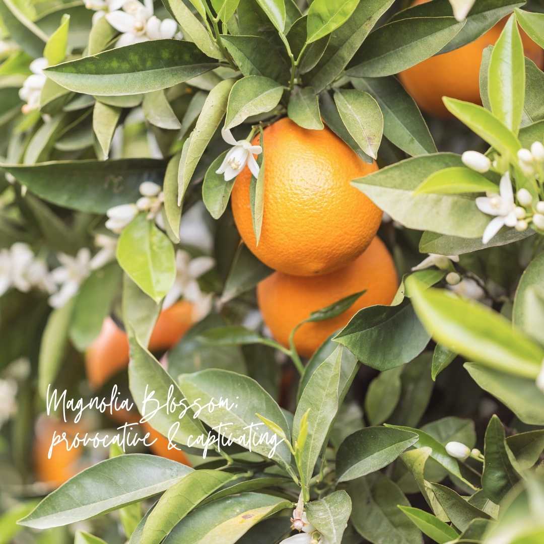 NEW Magnolia Mint Amber Glass Candle: Wild Mint, Orange Blossom, Eucalyptus, Lemon, Mint + Tomato Leaf Scented: Grand