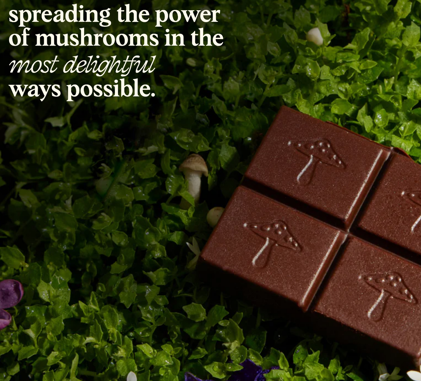 Alice Mushrooms Chocolates