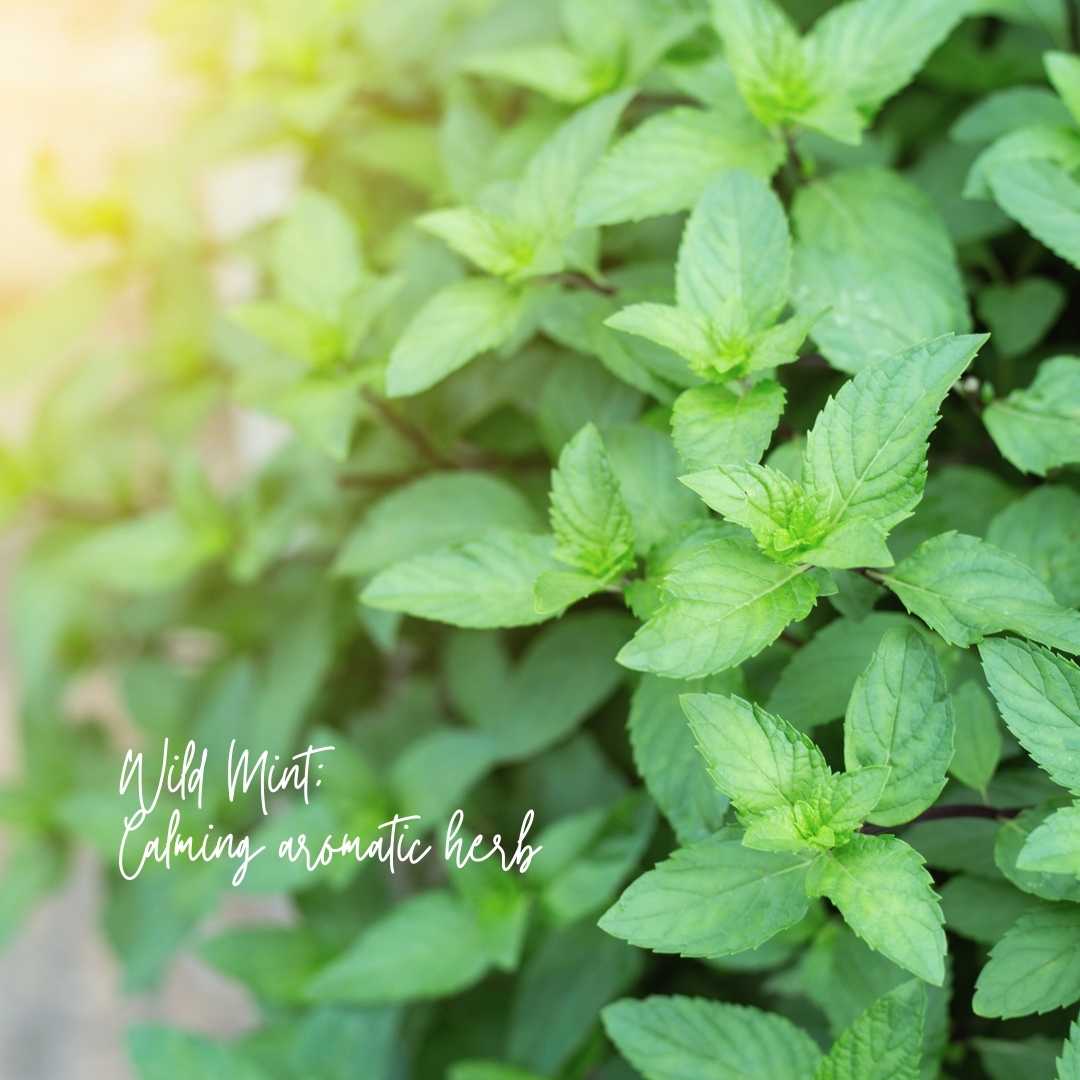 NEW Magnolia Mint Amber Glass Candle: Wild Mint, Orange Blossom, Eucalyptus, Lemon, Mint + Tomato Leaf Scented: Grand