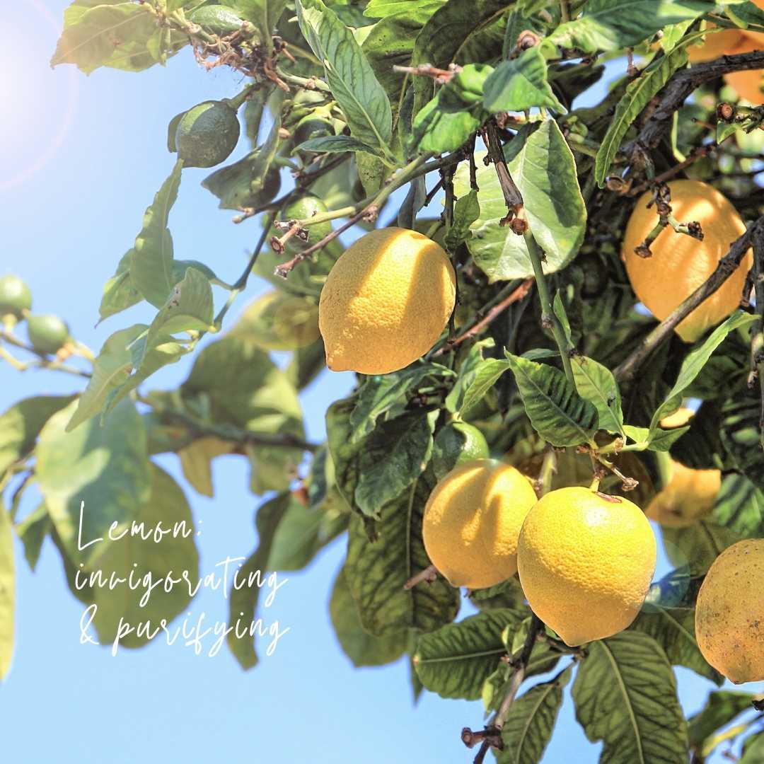 NEW Magnolia Mint Amber Glass Candle: Wild Mint, Orange Blossom, Eucalyptus, Lemon, Mint + Tomato Leaf Scented: Grand