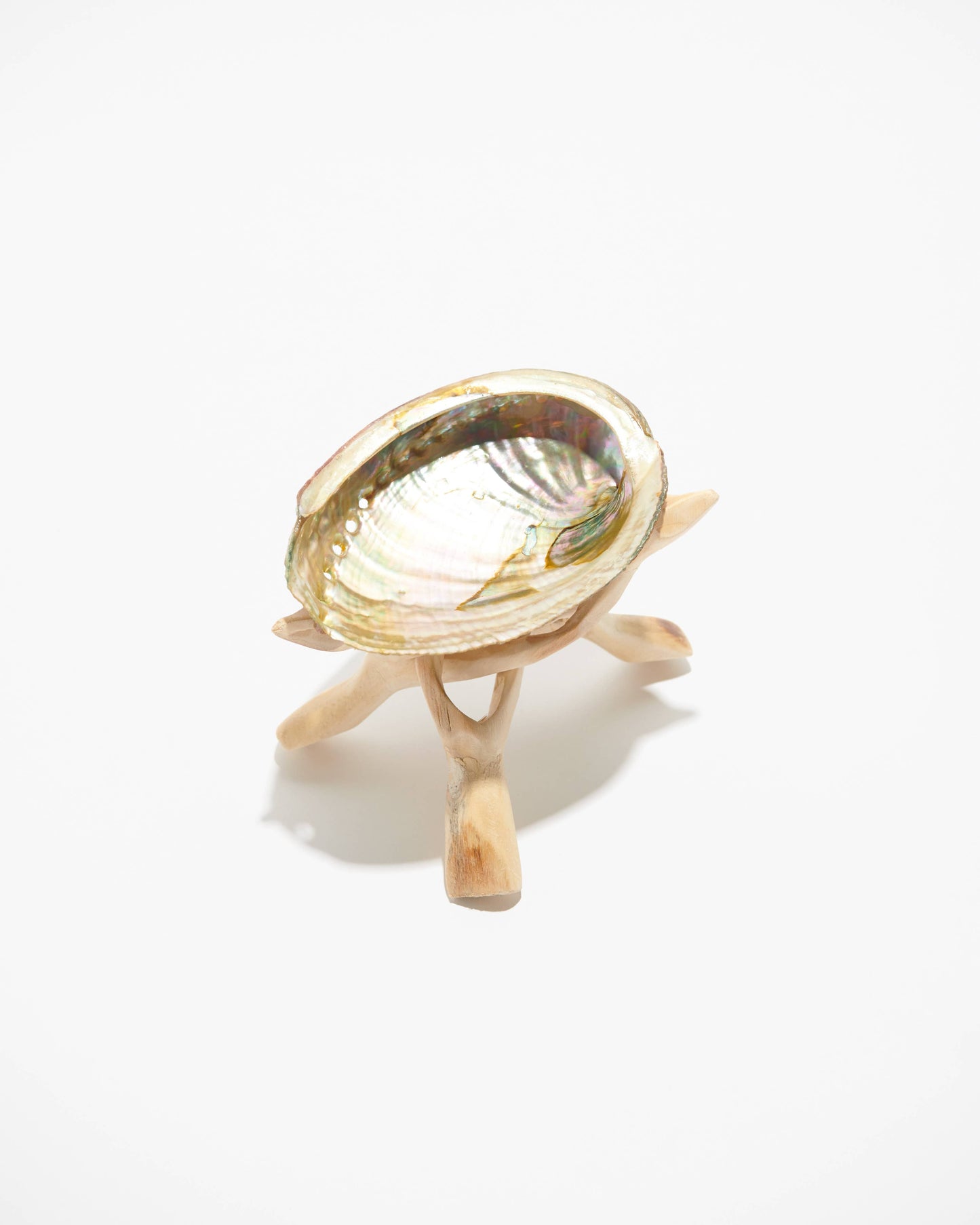 Abalone Shell Stand, Cobra Tripod, Wooden Tripod Stand: Reg.