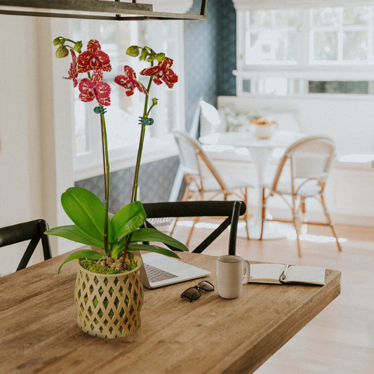 Capricious Orchid Planter Pot